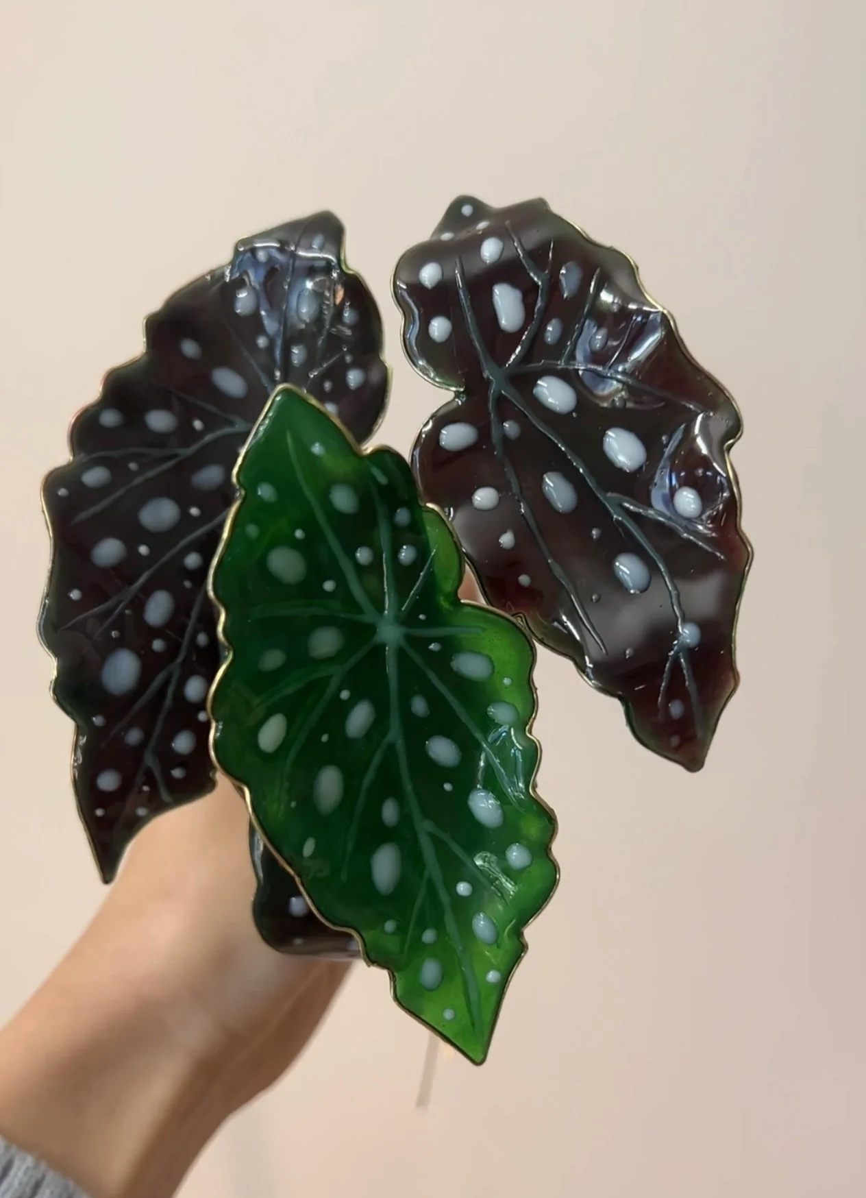 Polka Dot Begonia Houseplant Set | PREORDER - Image 3