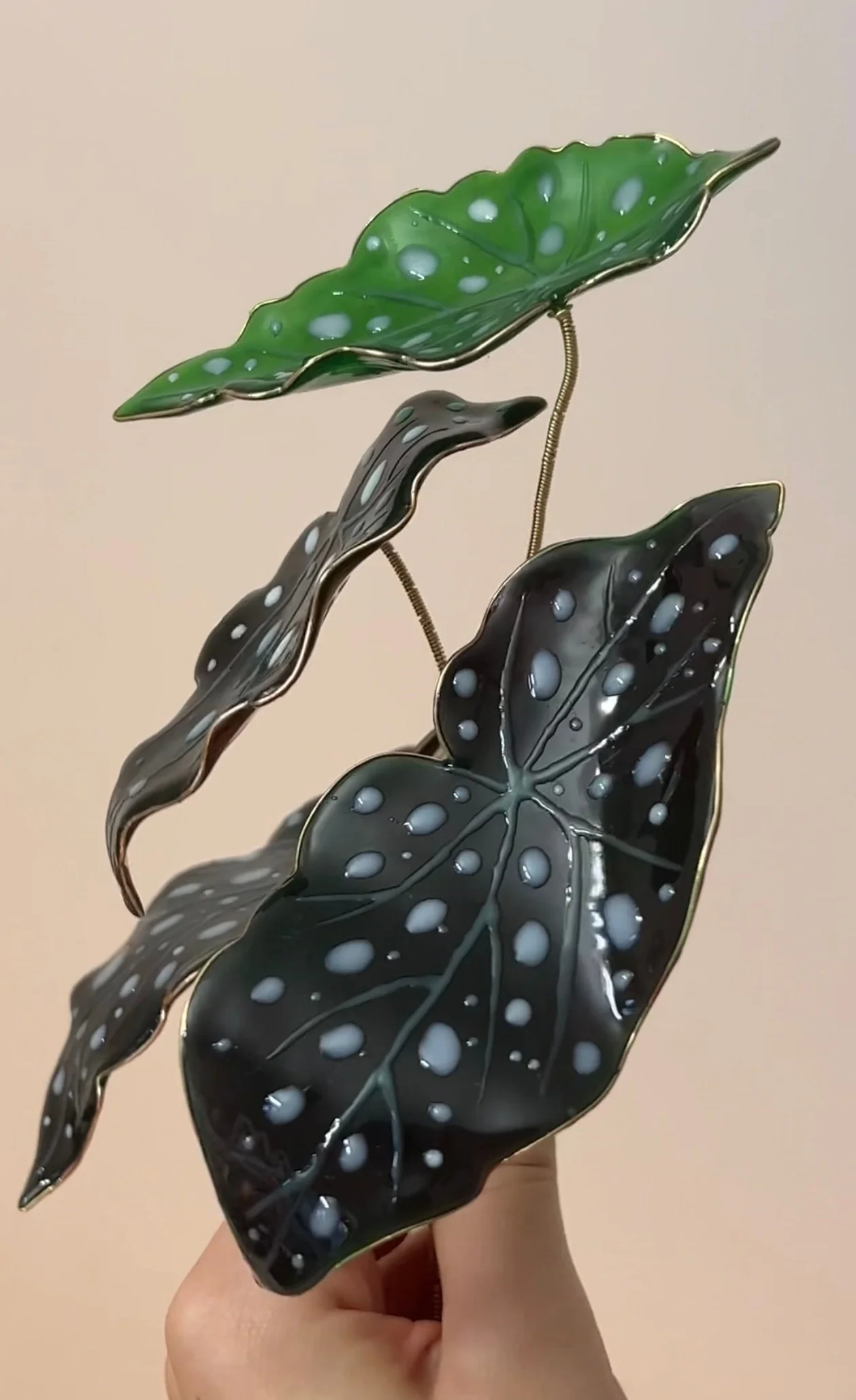 Polka Dot Begonia Houseplant Set | PREORDER - Image 4