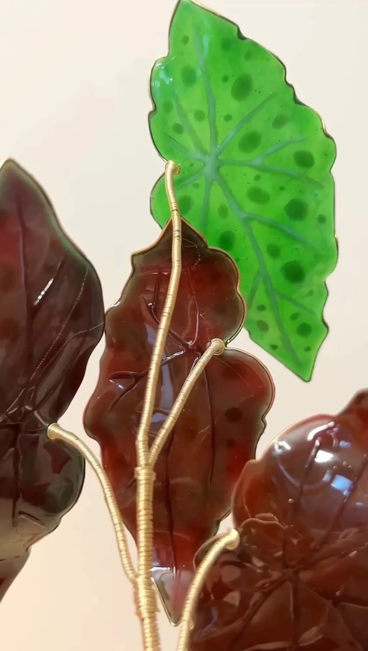 Polka Dot Begonia Houseplant Set | PREORDER - Image 6