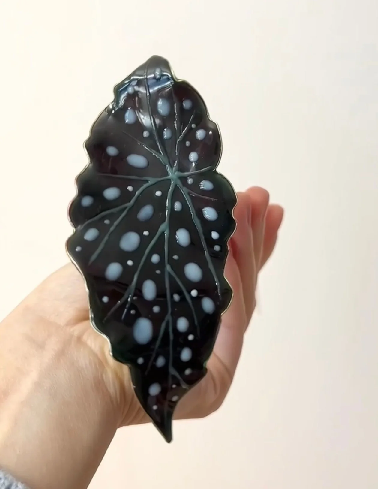 Polka Dot Begonia Houseplant Set | PREORDER - Image 7