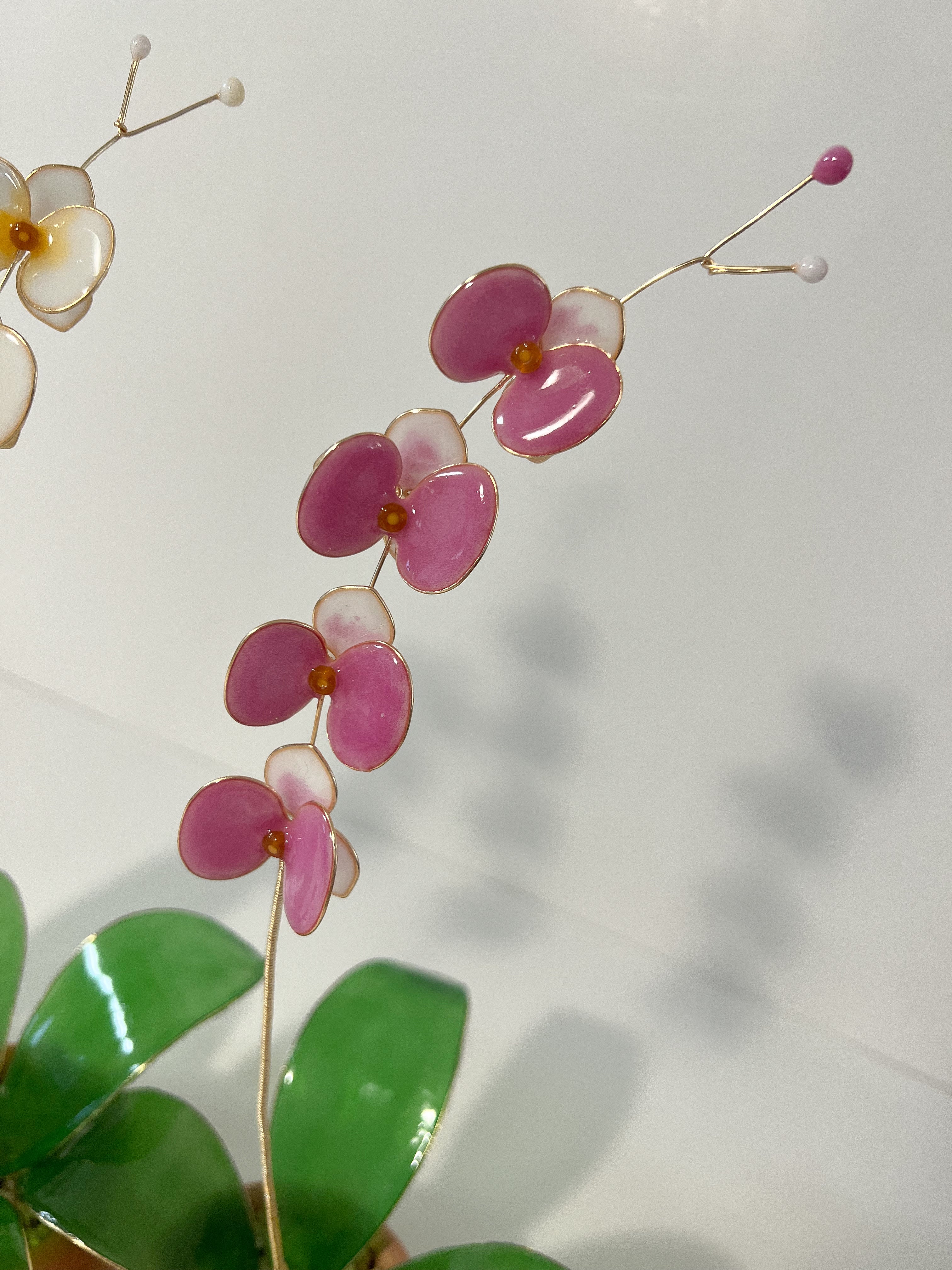 Orchid Houseplant Sets | PREORDER - Image 11