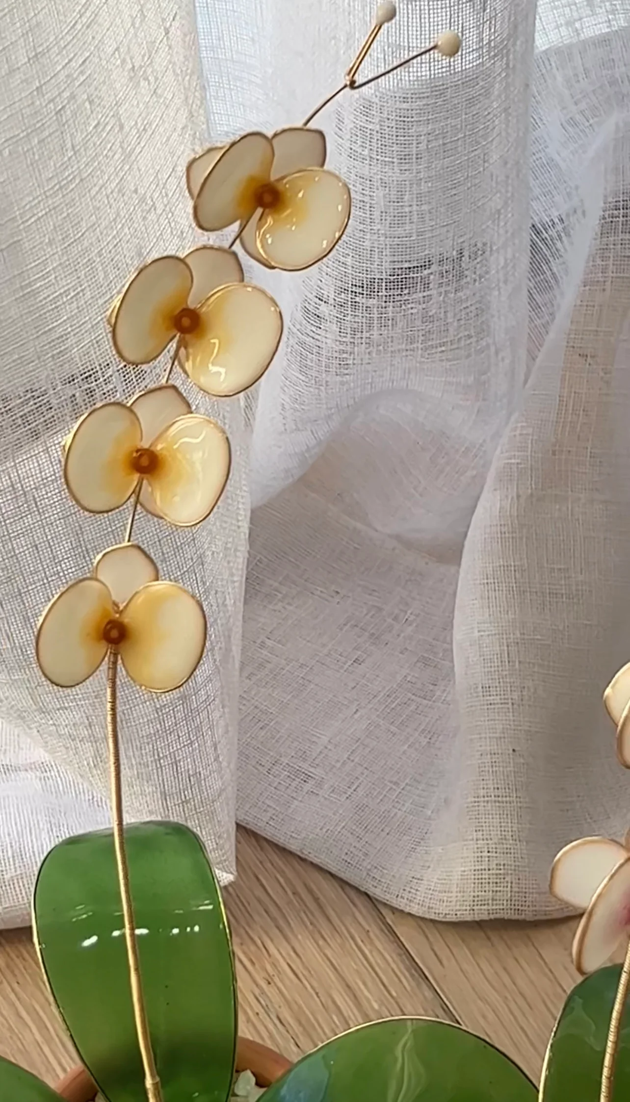 Orchid Houseplant Sets | PREORDER - Image 12