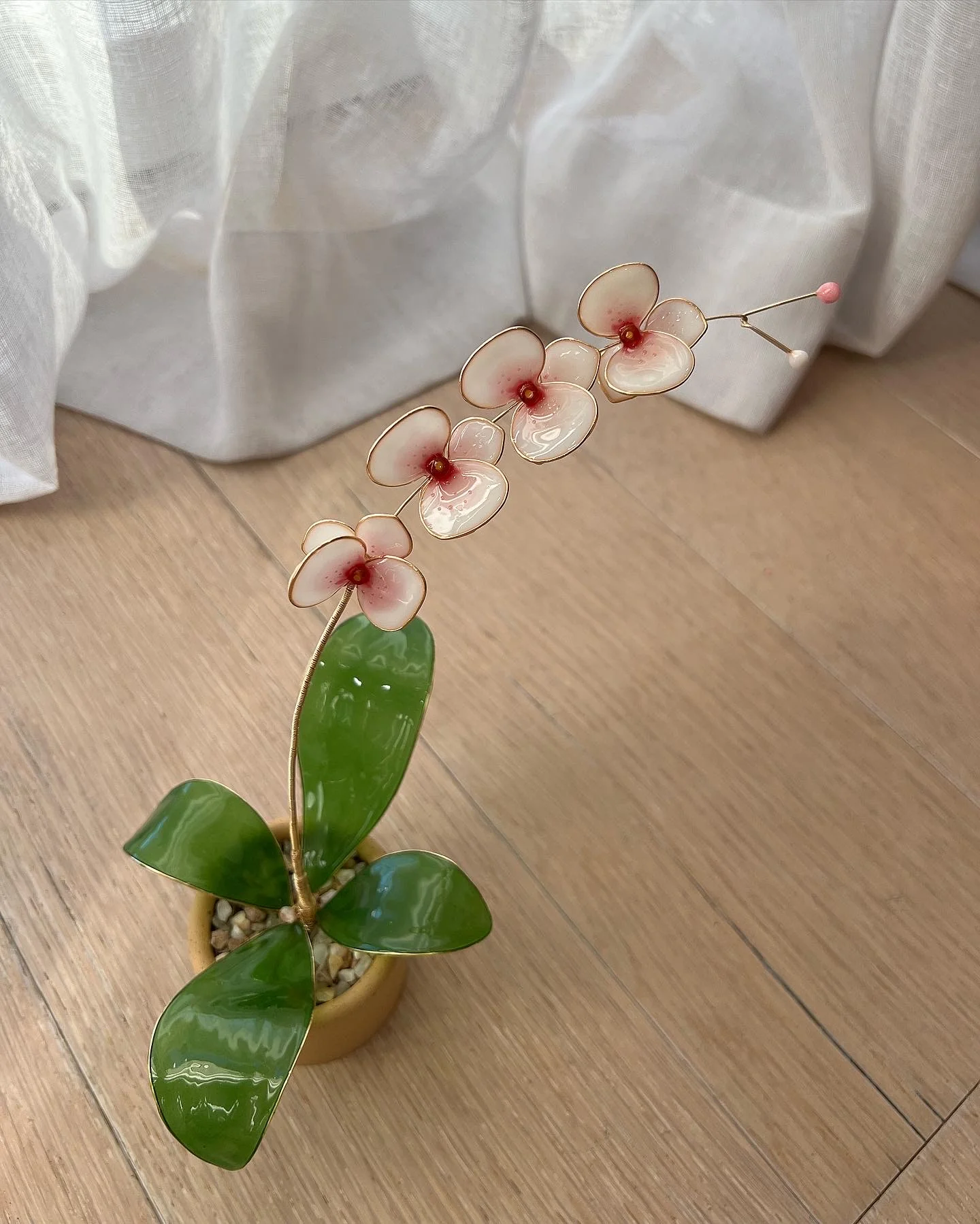 Orchid Houseplant Sets | PREORDER - Image 13