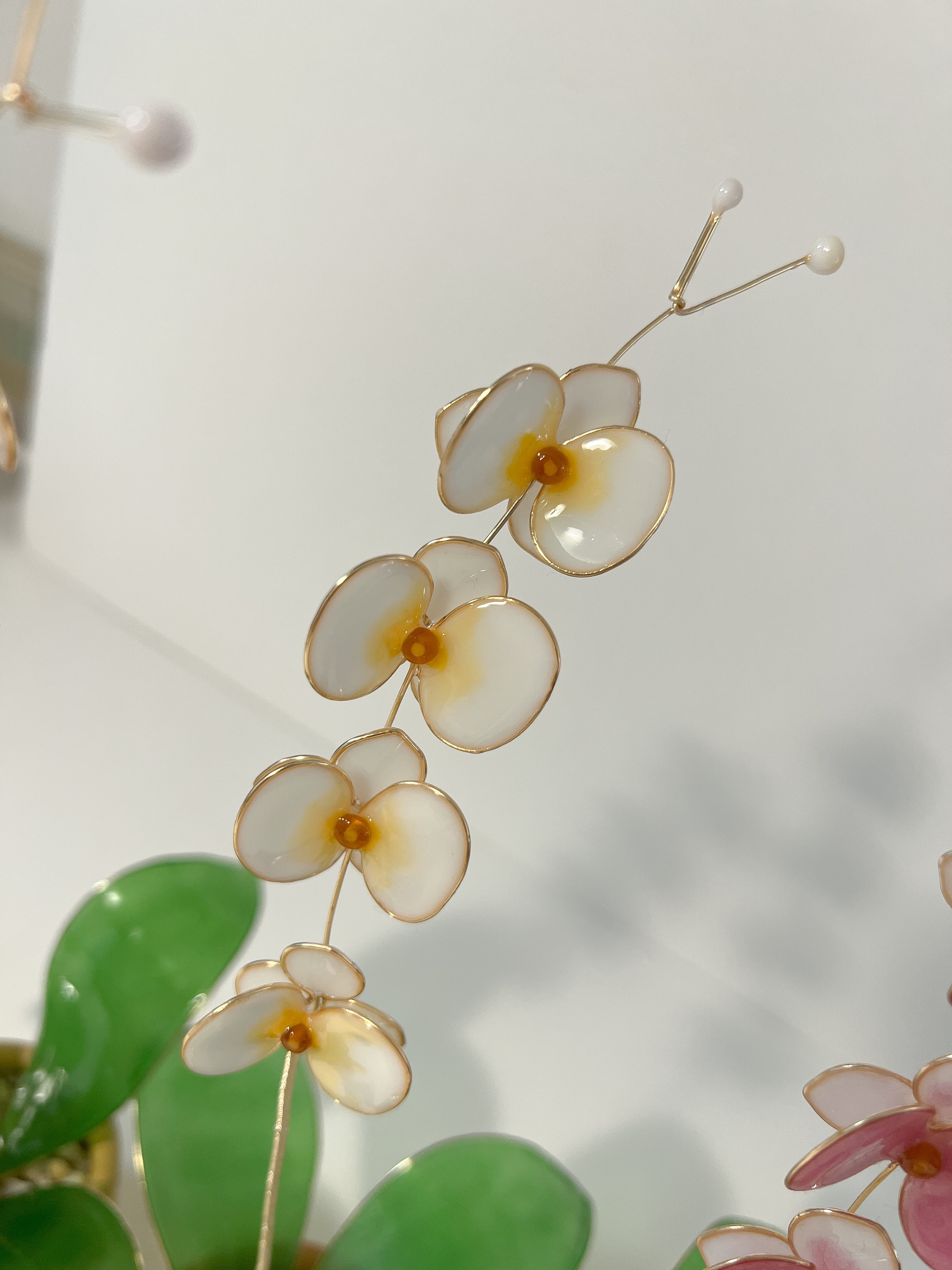 Orchid Houseplant Sets | PREORDER - Image 14