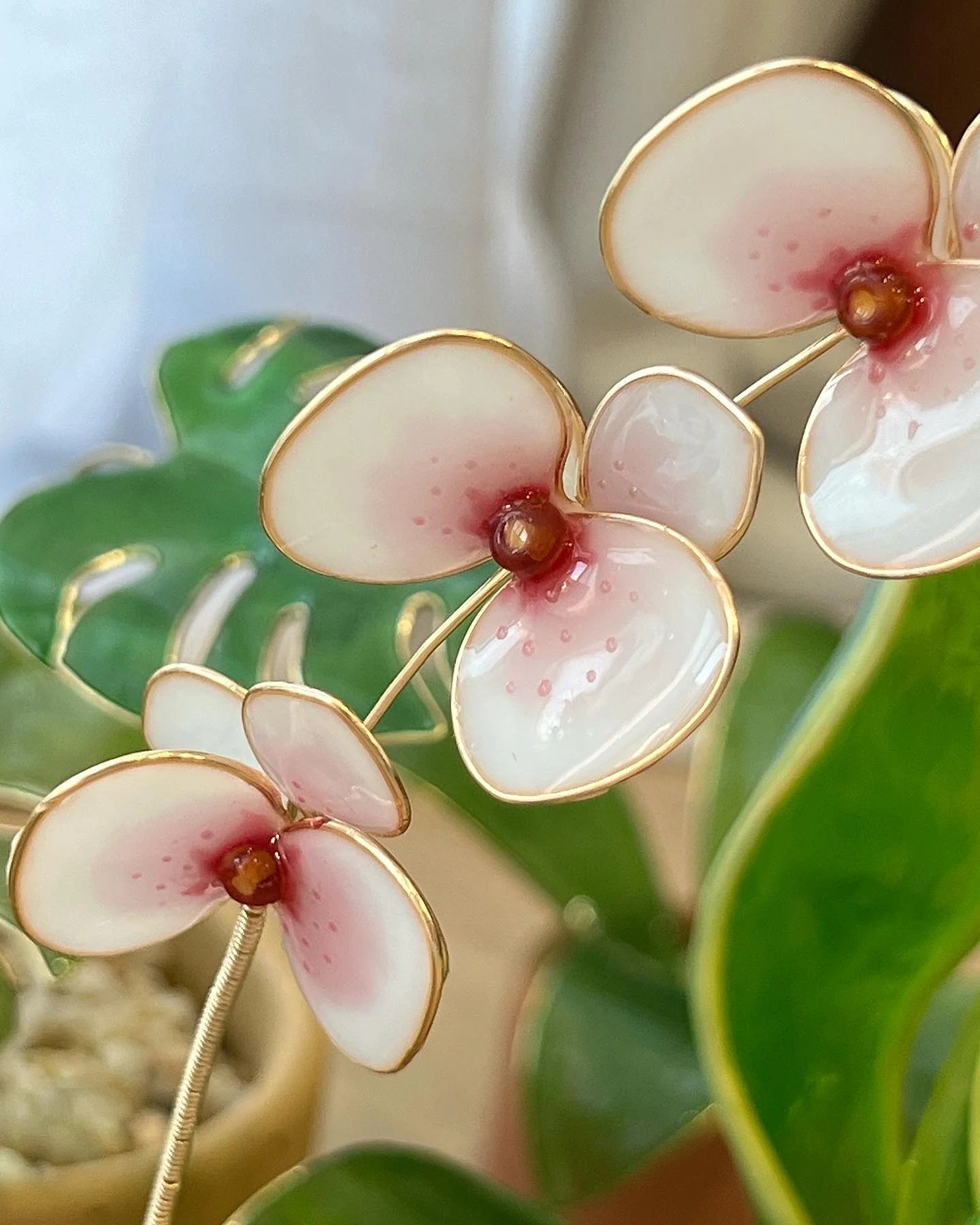 Orchid Houseplant Sets | PREORDER - Image 15