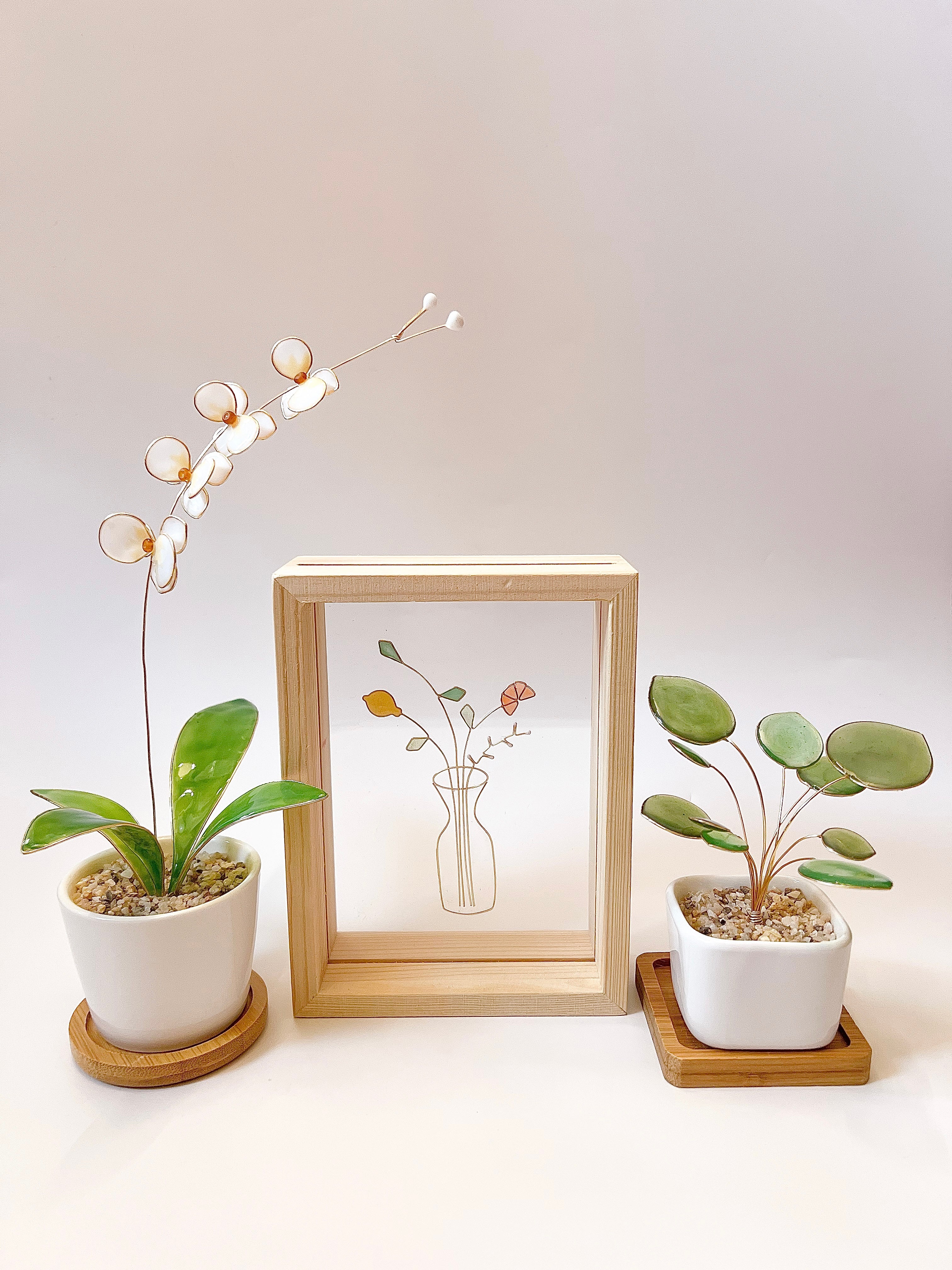 Orchid Houseplant Sets | PREORDER - Image 24
