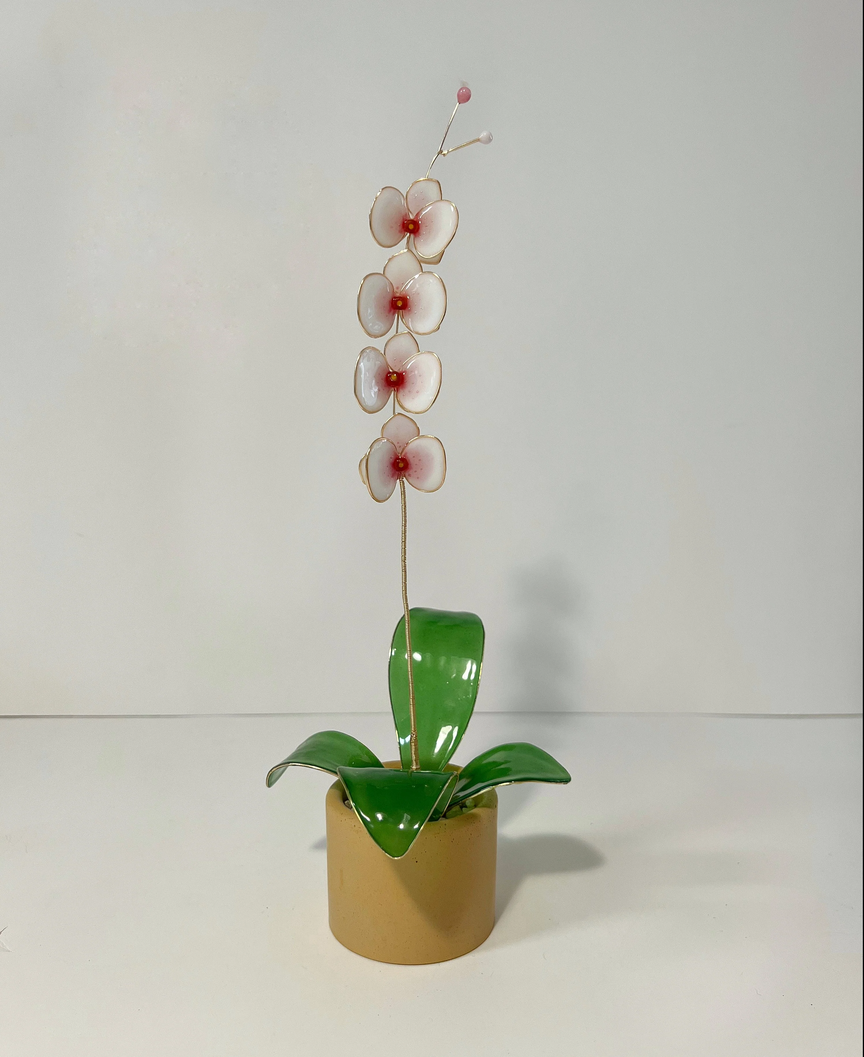 Orchid Houseplant Sets | PREORDER - Image 5