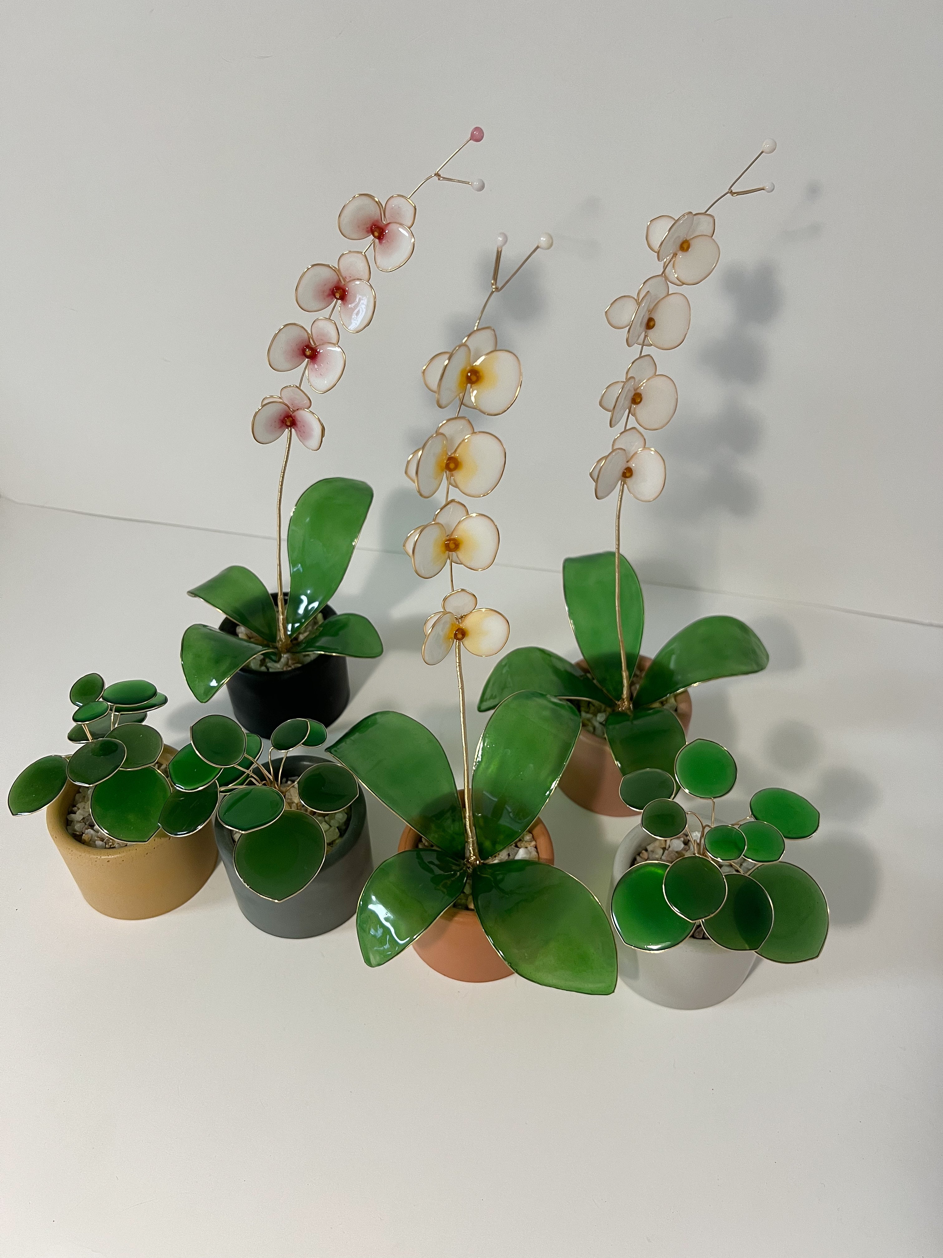 Pilea Houseplant Set | PREORDER - Image 10