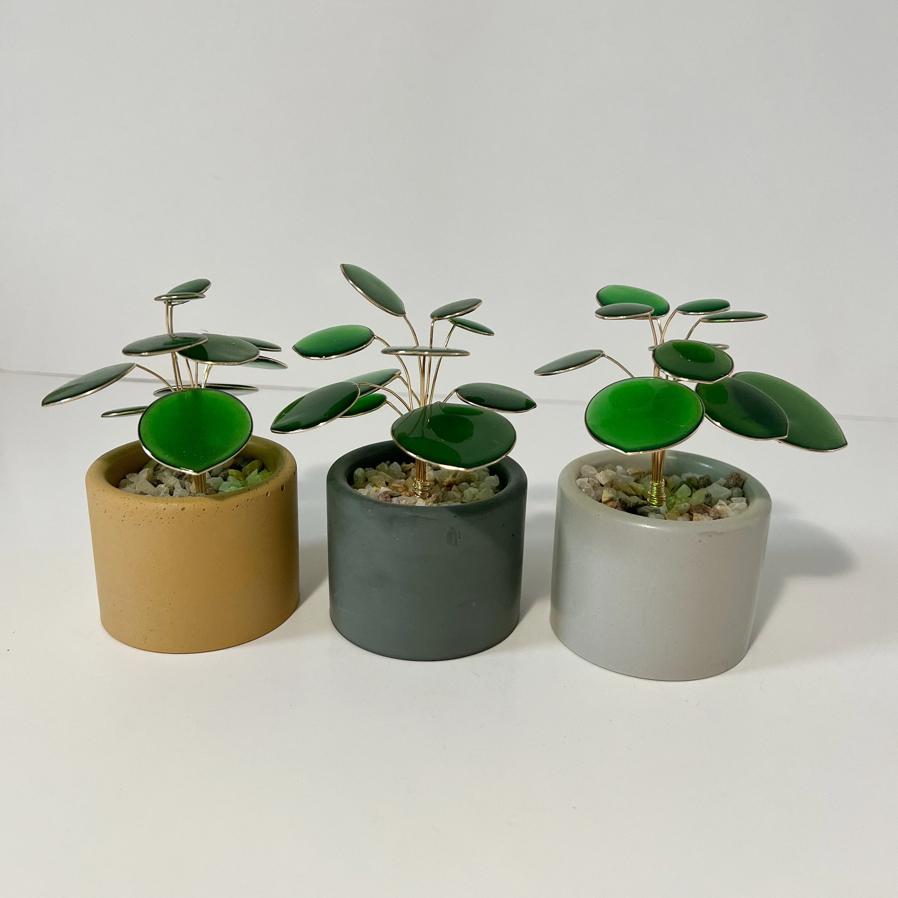 Pilea Houseplant Set | PREORDER - Image 4