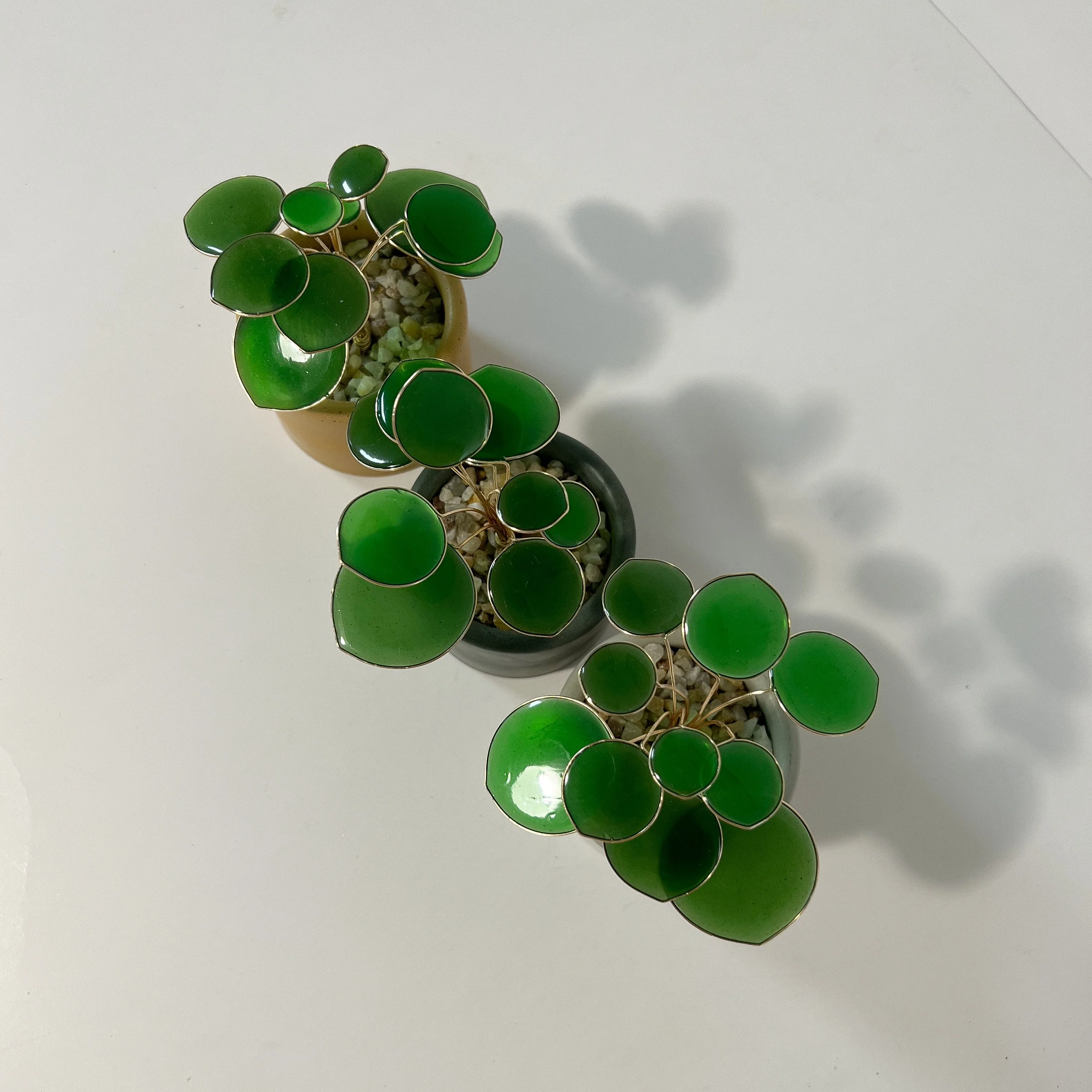 Pilea Houseplant Set | PREORDER - Image 6