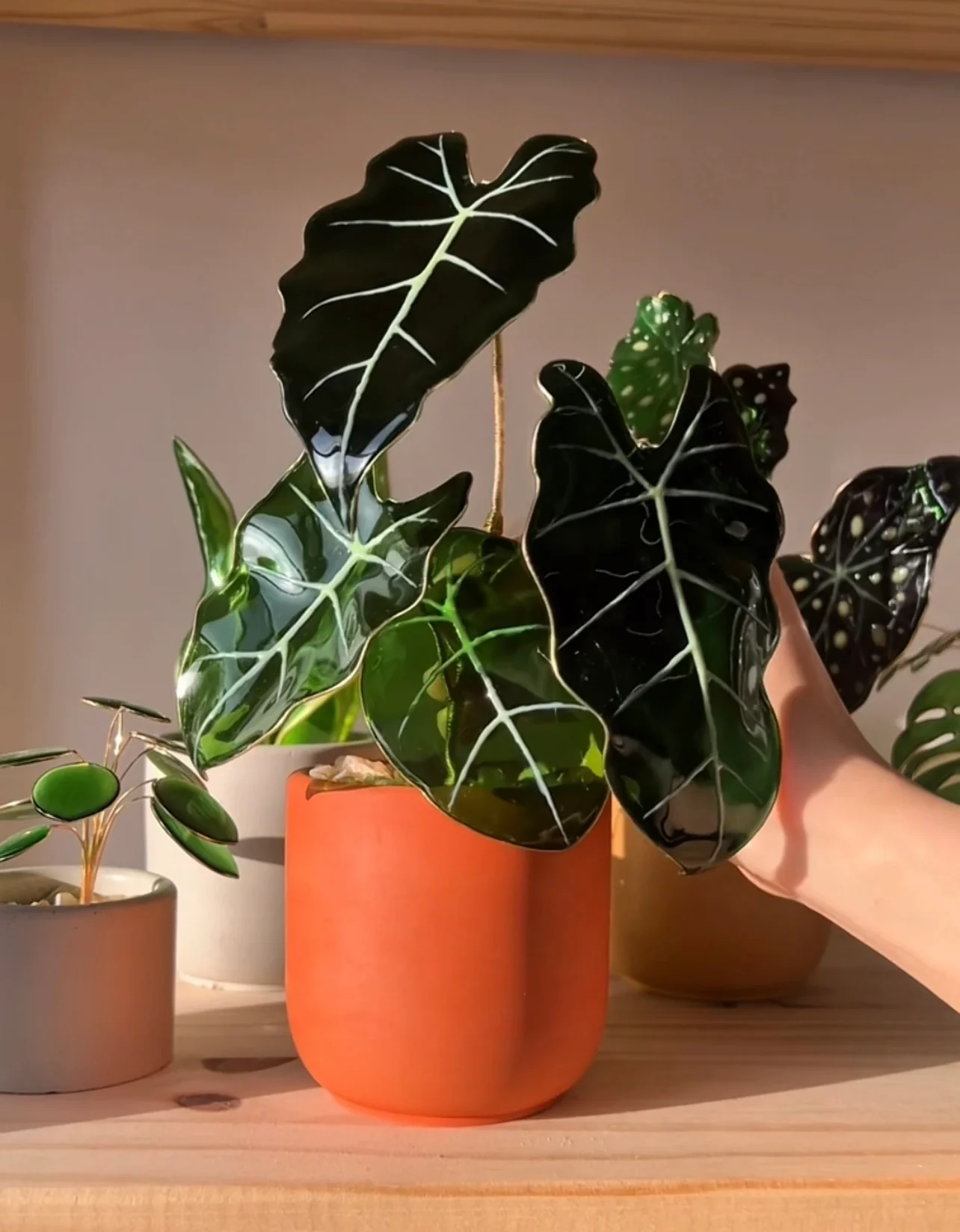 Alocasia Frydek Houseplant Set | PREORDER