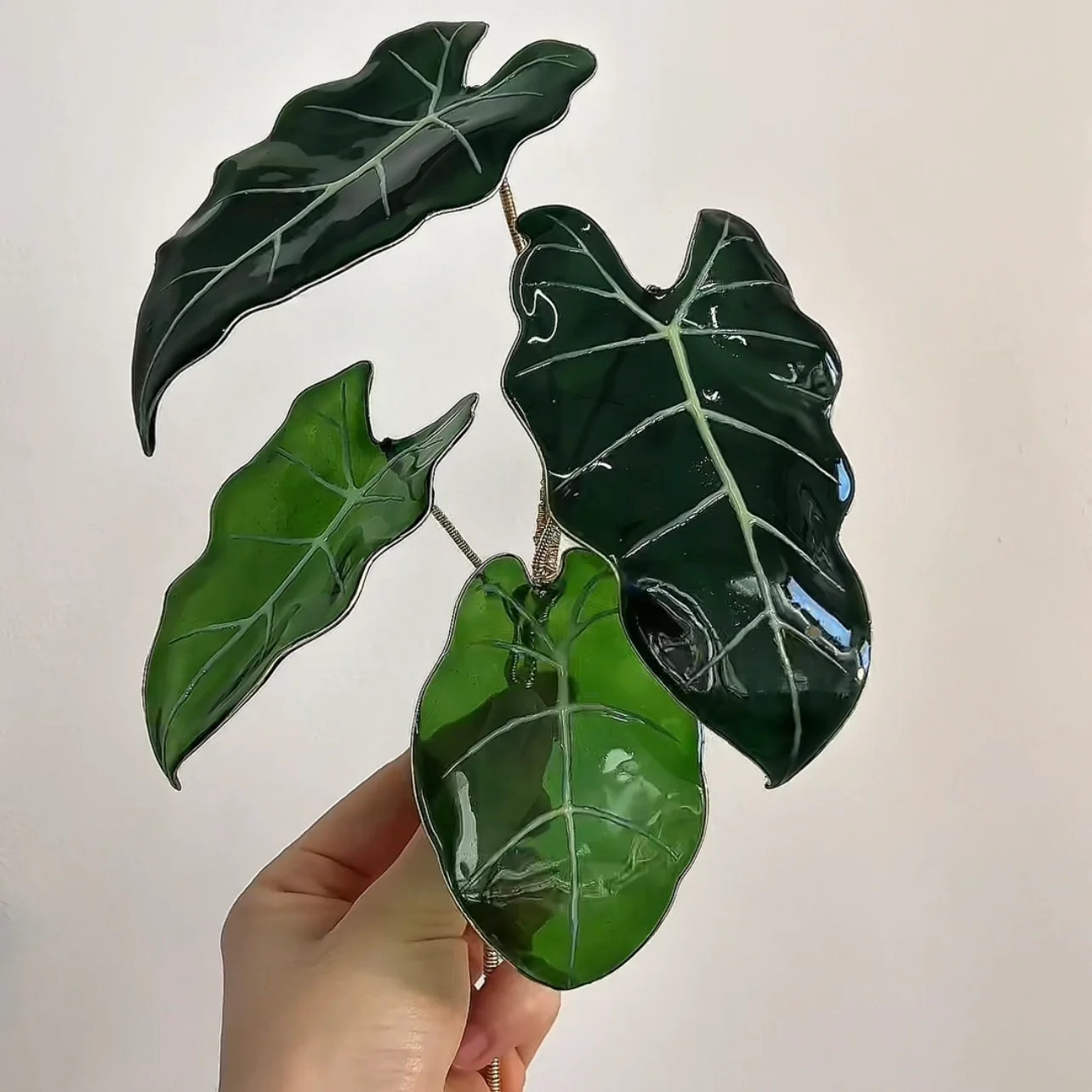 Alocasia Frydek Houseplant Set | PREORDER - Image 2