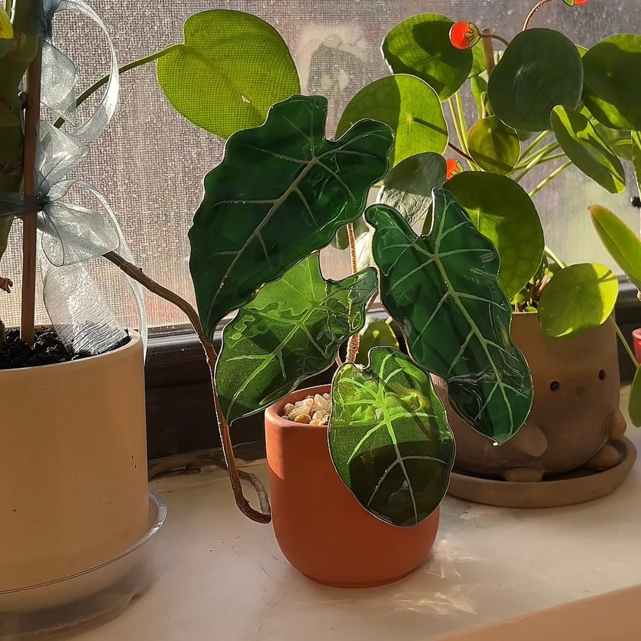 Alocasia Frydek Houseplant Set | PREORDER - Image 3