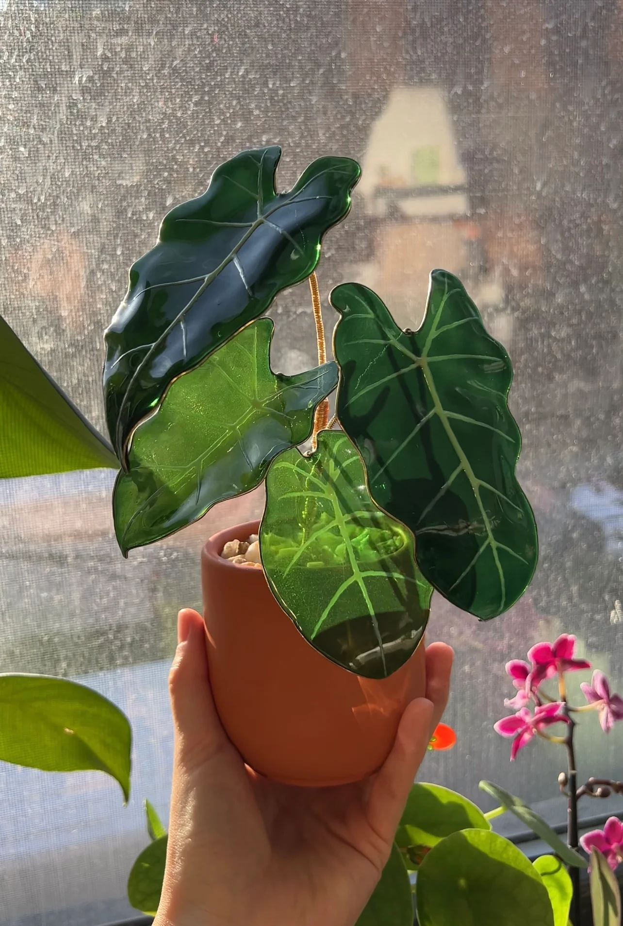 Alocasia Frydek Houseplant Set | PREORDER - Image 4