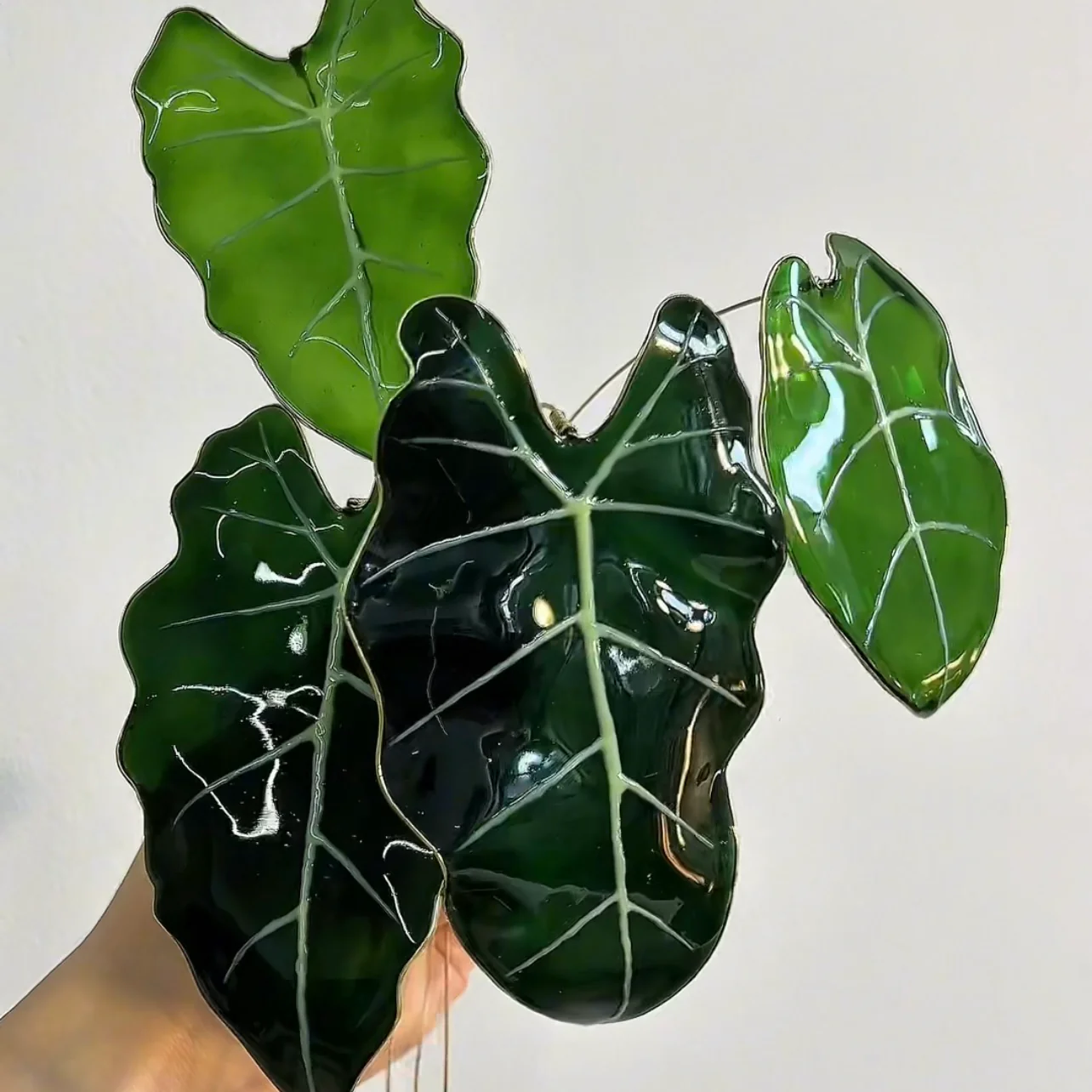 Alocasia Frydek Houseplant Set | PREORDER - Image 5