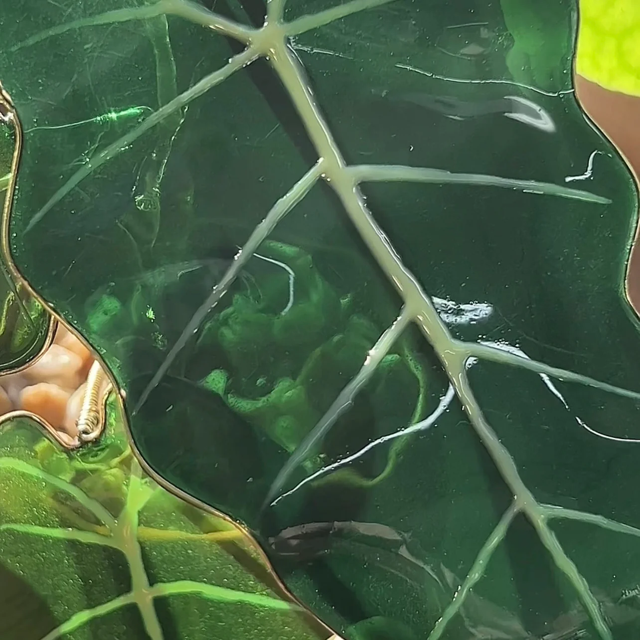 Alocasia Frydek Houseplant Set | PREORDER - Image 6