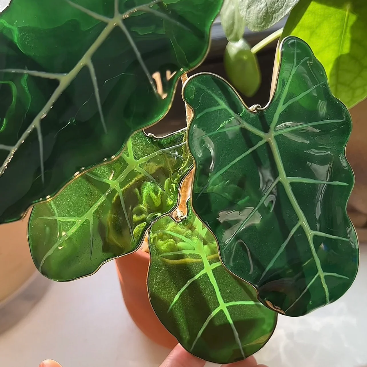 Alocasia Frydek Houseplant Set | PREORDER - Image 7