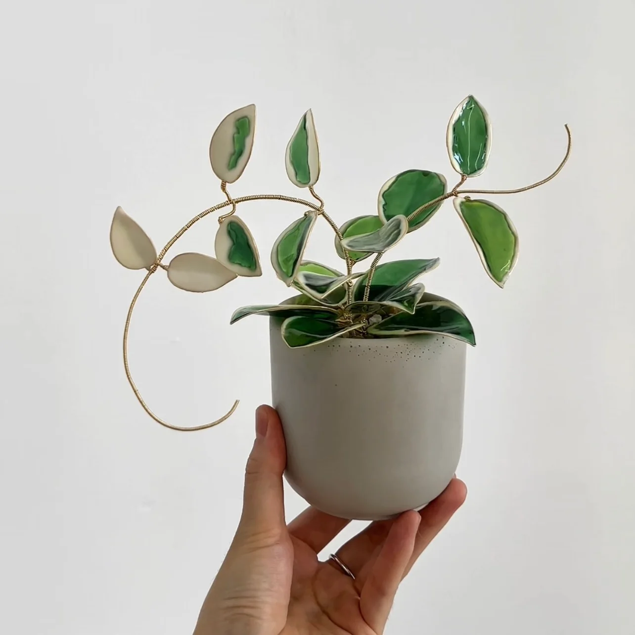 Hoya Krimson Queen Houseplant Set (uv reactive) | PREORDER