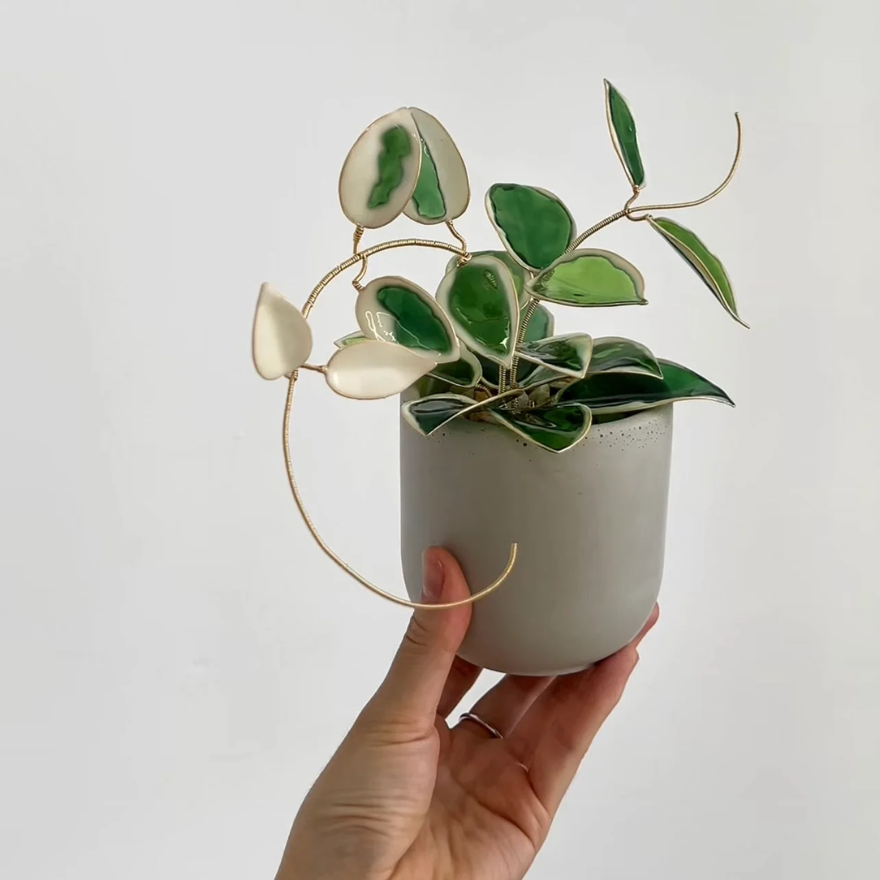 Hoya Krimson Queen Houseplant Set (uv reactive) | PREORDER - Image 2