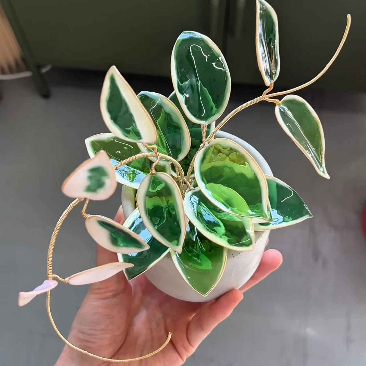 Hoya Krimson Queen Houseplant Set (uv reactive) | PREORDER - Image 3
