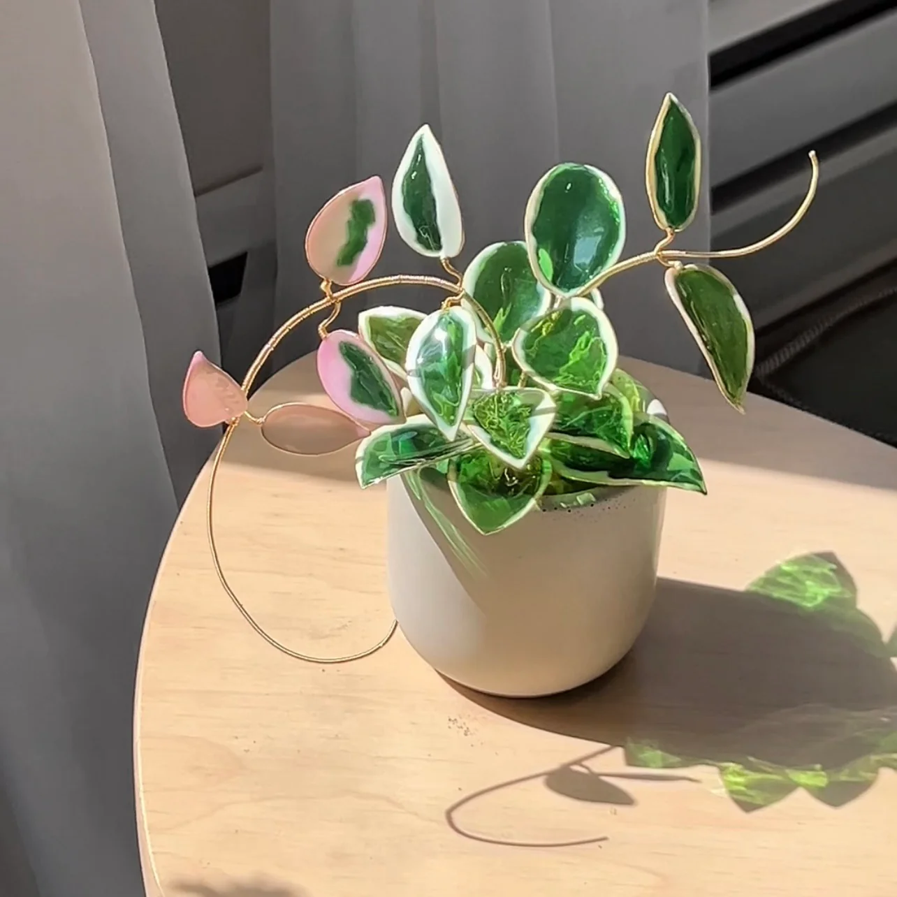 Hoya Krimson Queen Houseplant Set (uv reactive) | PREORDER - Image 5