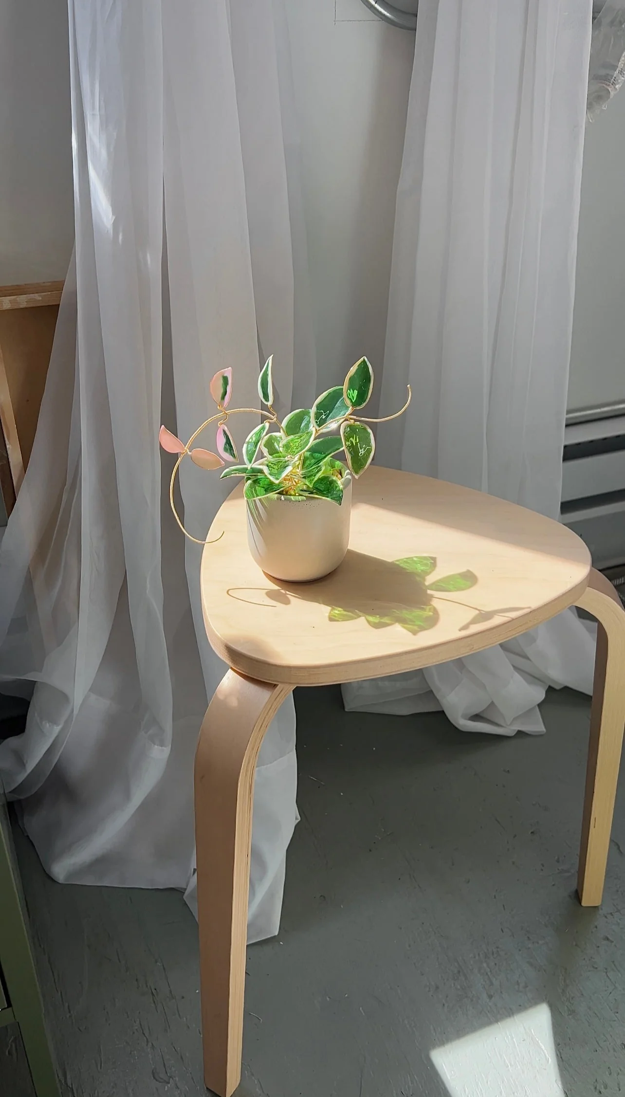 Hoya Krimson Queen Houseplant Set (uv reactive) | PREORDER - Image 6