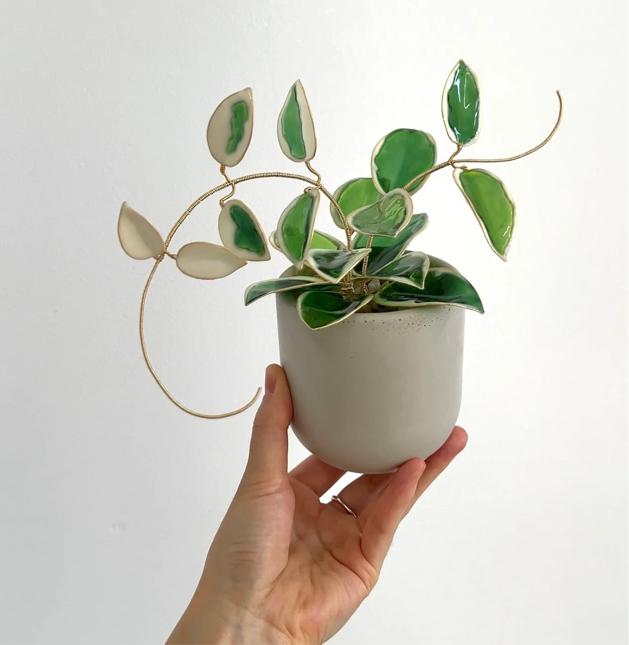 Hoya Krimson Queen Houseplant Set (uv reactive) | PREORDER - Image 7