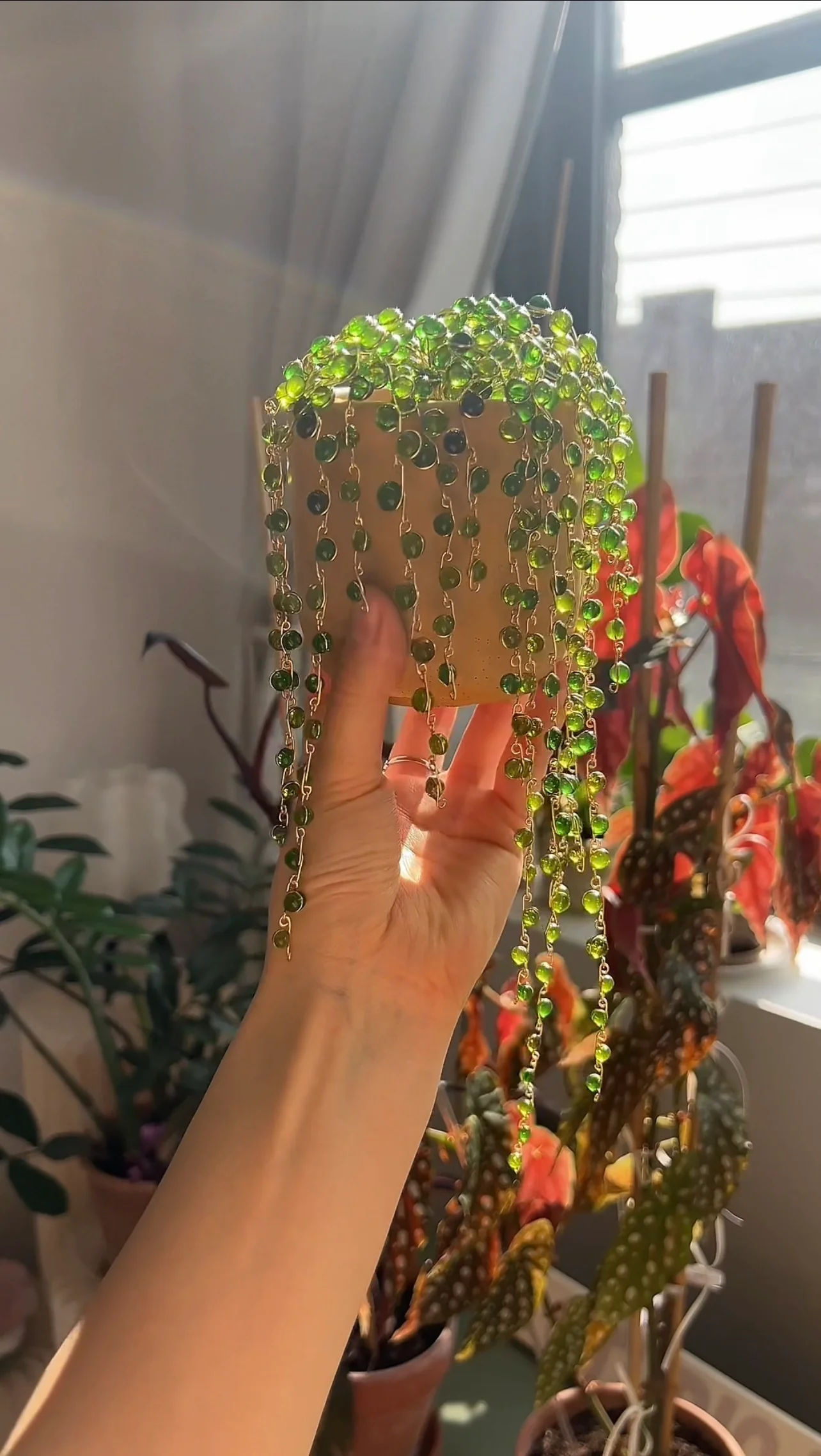 String of Pearls Houseplant Set | PREORDER - Image 2