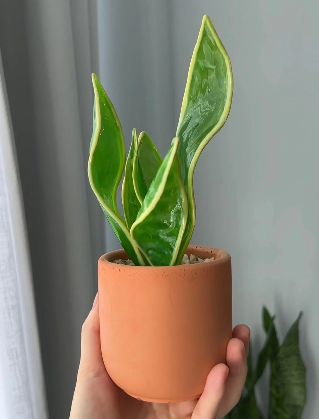 Snake Plant Houseplant Set | PREORDER
