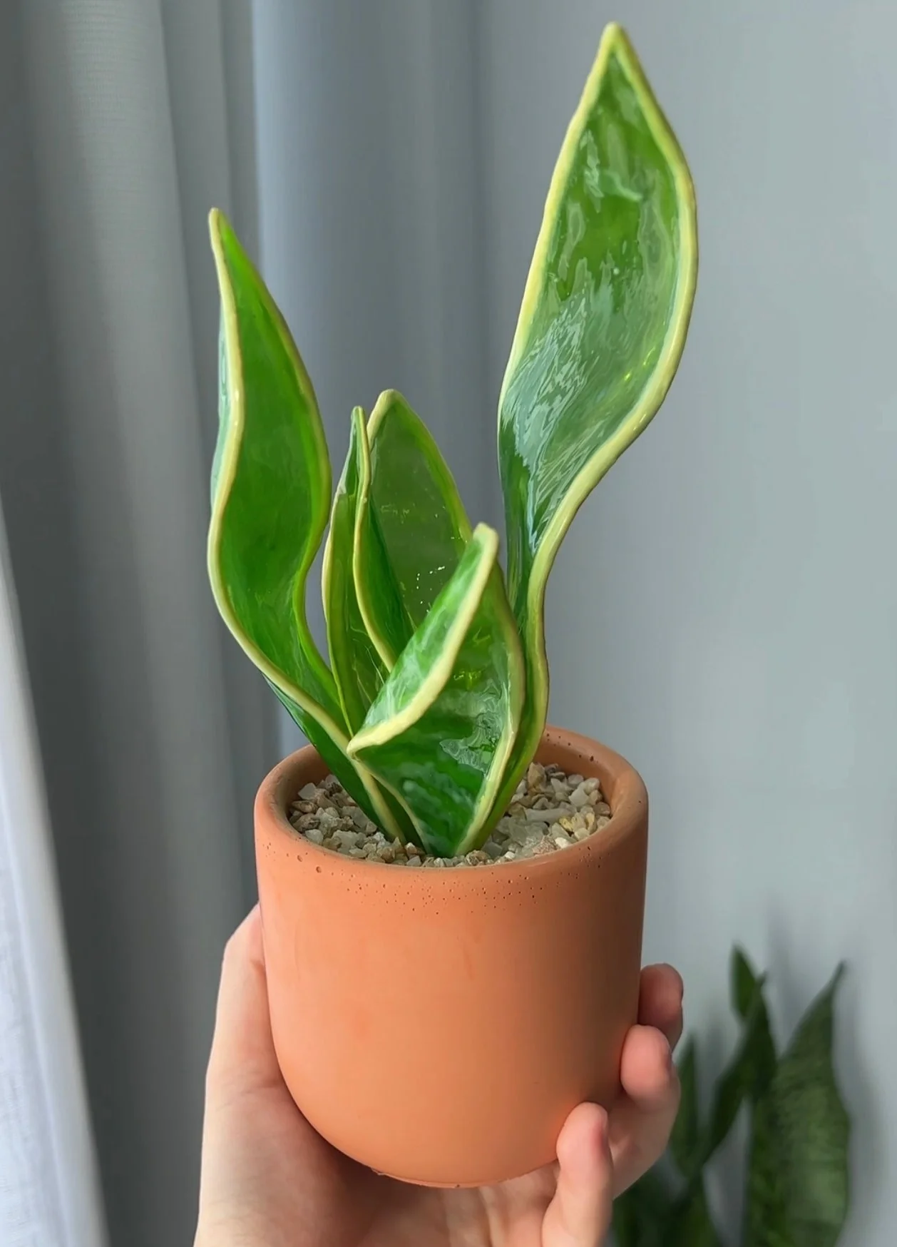 Snake Plant Houseplant Set | PREORDER - Image 2