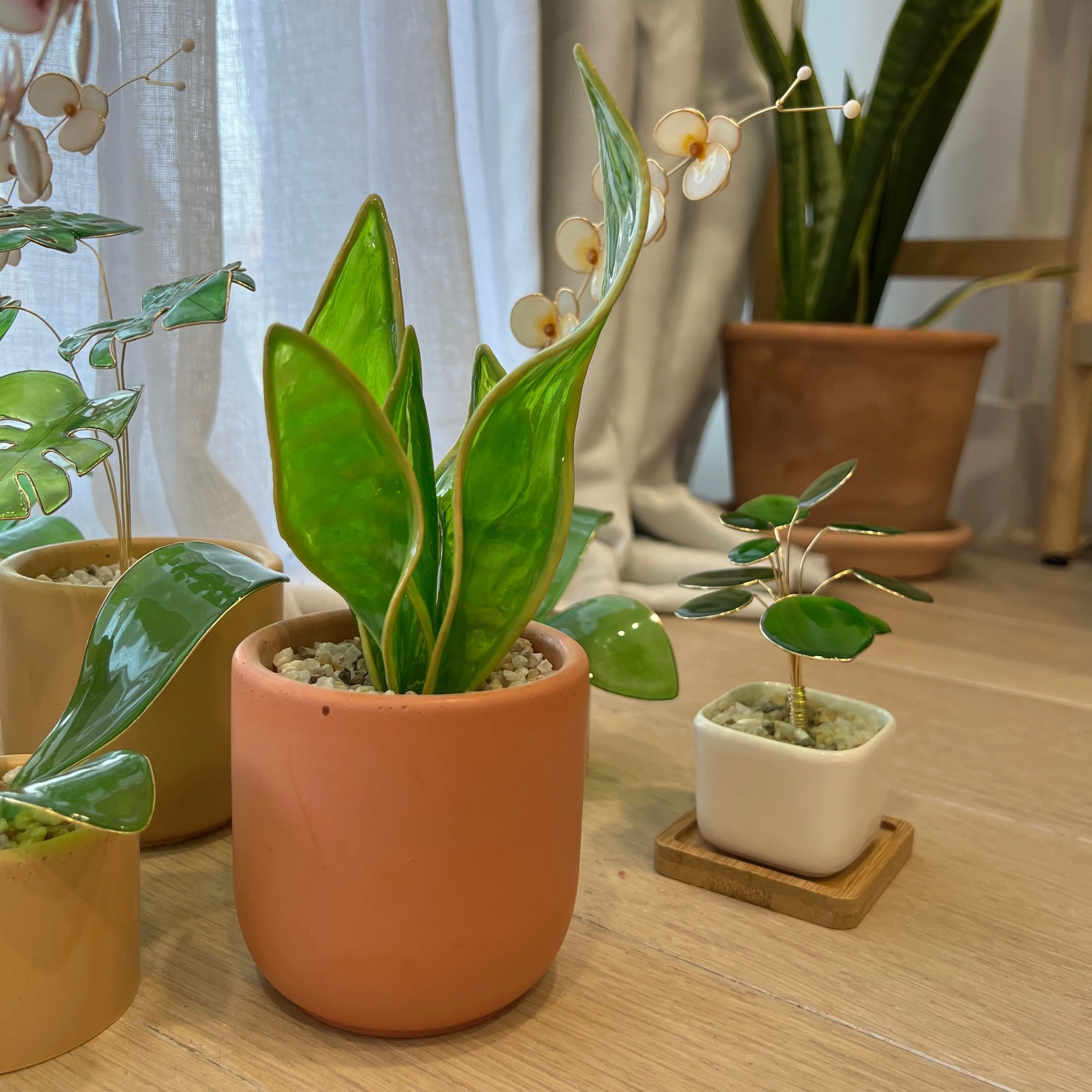 Snake Plant Houseplant Set | PREORDER - Image 7