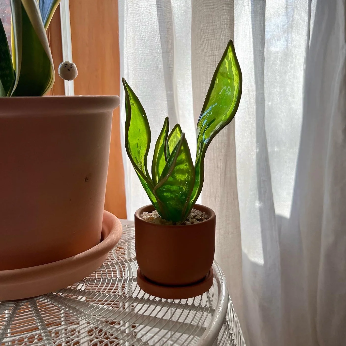 Snake Plant Houseplant Set | PREORDER - Image 8