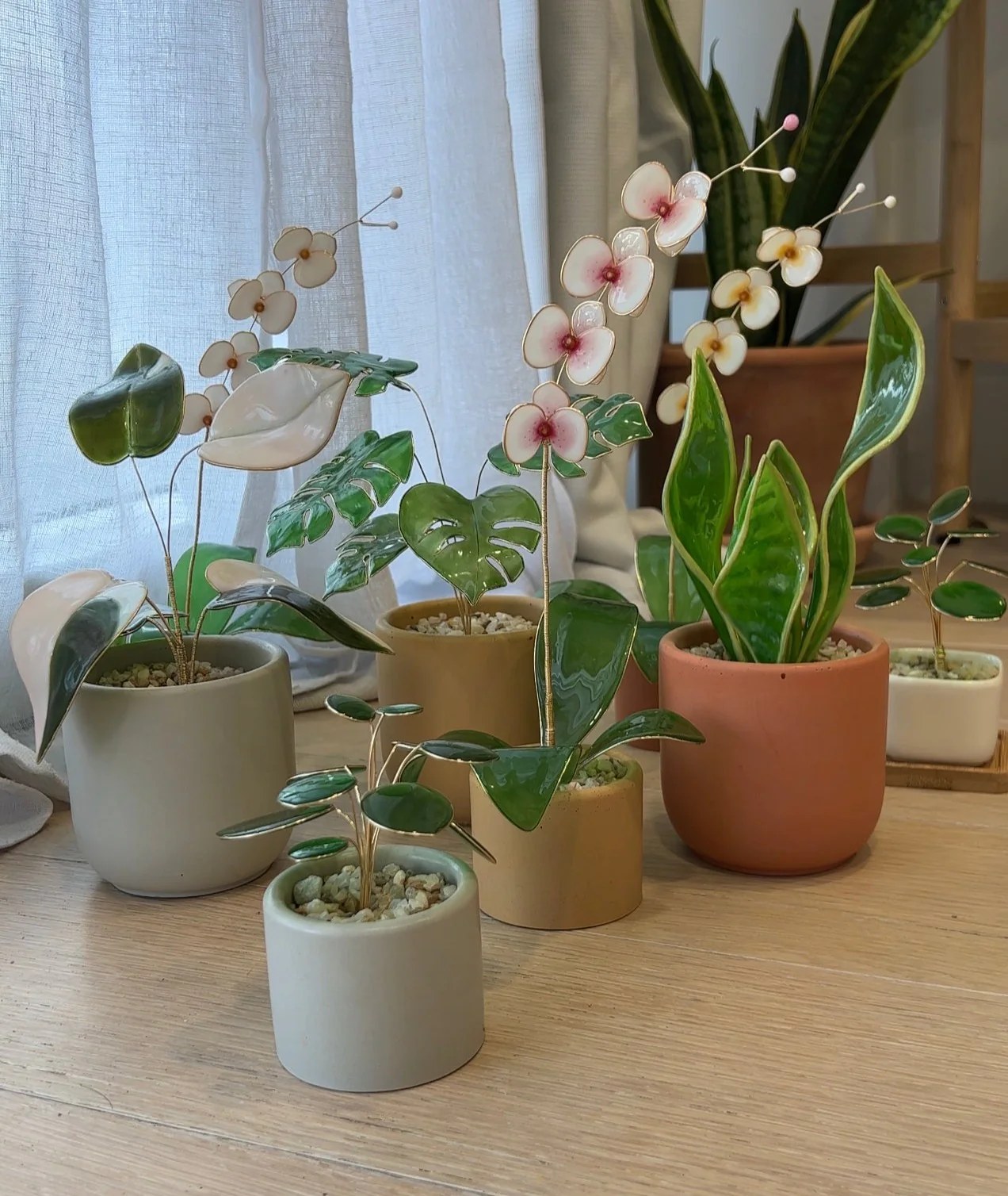 Snake Plant Houseplant Set | PREORDER - Image 9
